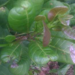 Showing Cashewnut leaves with deficiency
