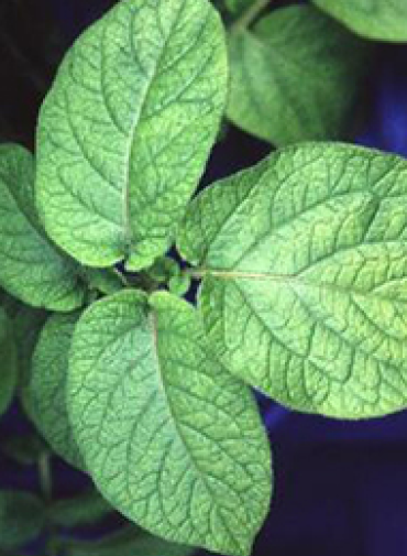 Potato leaves
