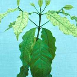moly plant