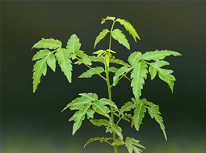 Neem Tree