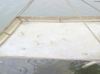 Catching Fish in the fishnet material