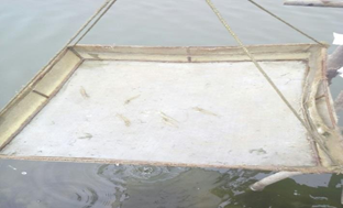 Fish catch in pond farms using net