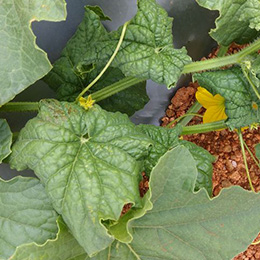 Leaves showing deficiency