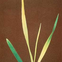 Nutrient deficiency in leaves