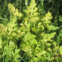 Leaves showing deficiency