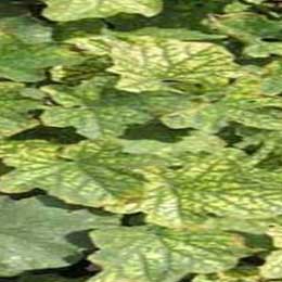 Leaves showing deficiency