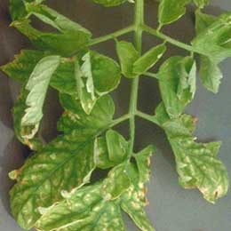 Nutrient deficiency in leaves