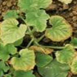 Leaves showing deficiency