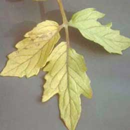 Nutrient deficiency in leaves
