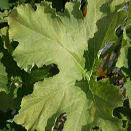 Leaves showing deficiency