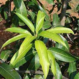 Mango leaves