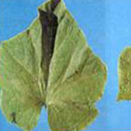 Leaves showing deficiency